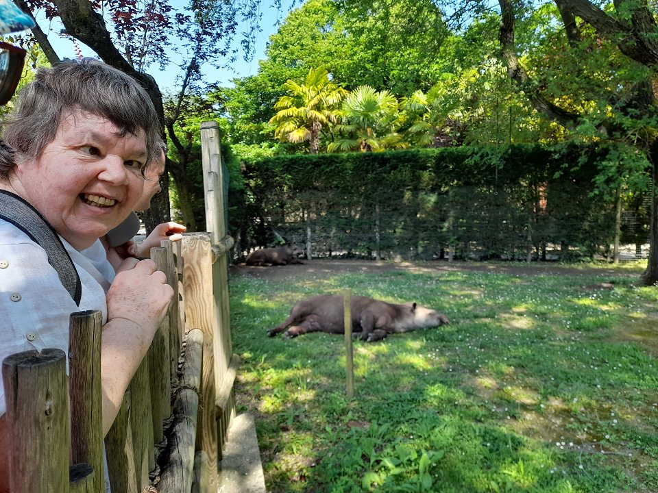 Na sliki je uporabnica, ki opazuje spečega tapira